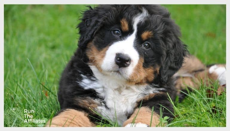 black brown and white pup laying in the grass