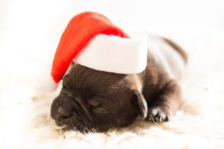 puppy sleeping on bed with a santa hat on