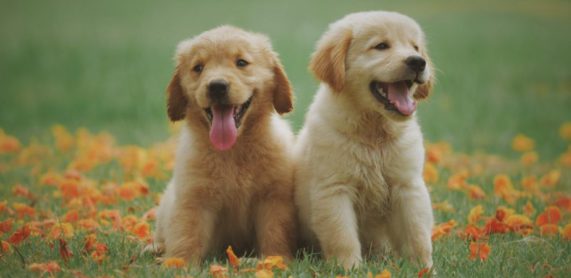 2 golden pups