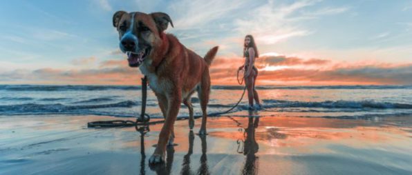 dog on beach with woman