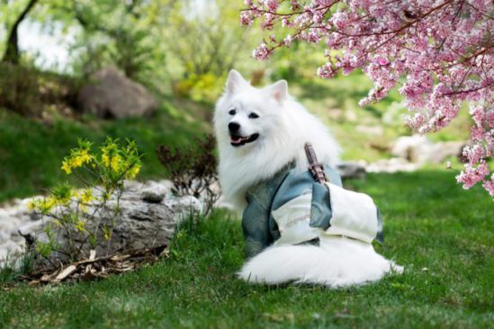 dog dressed up as a samurai