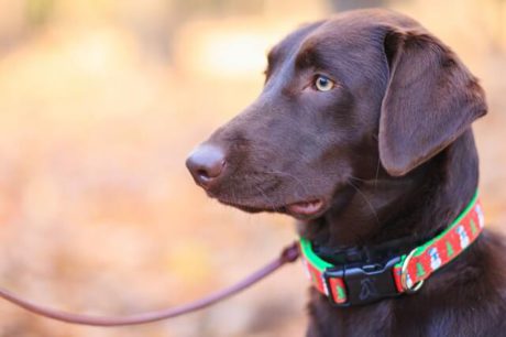 dog on leash