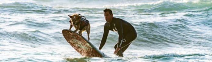 dog surfing with man