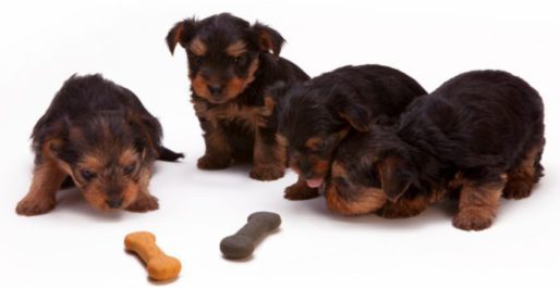 dogs and a snack on the floor