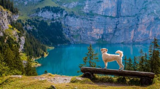 pup looking at lake