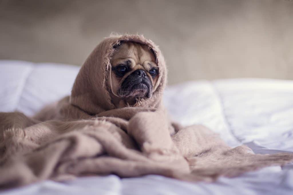 Pug wrapped in a blanket on a dog bed.