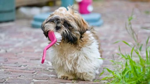 dog with brush in its mouth