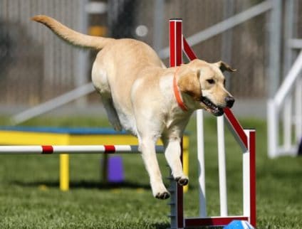 dog on training course