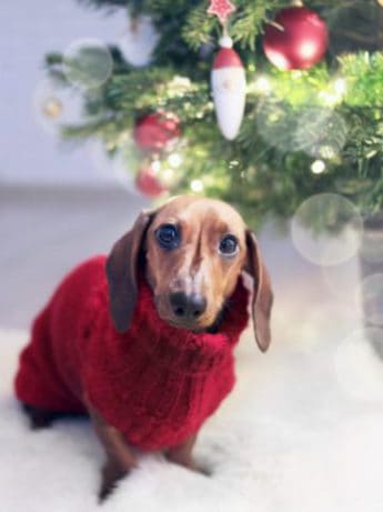 dog dressed with sweater