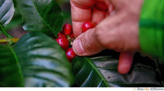 red coffee beans