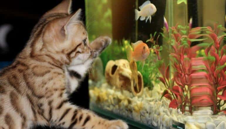 cat watching fish in aquarium