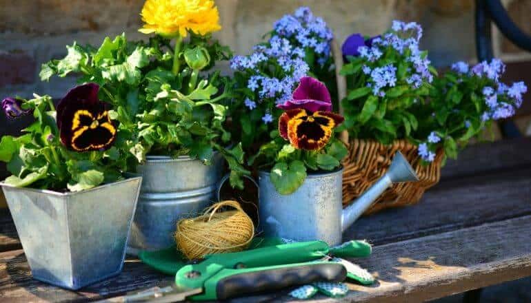 potted flowers ona bench