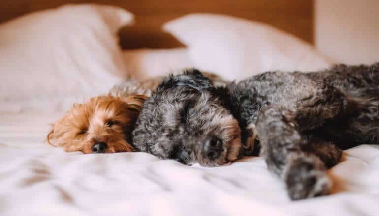 2 puppies sleeping on a bed