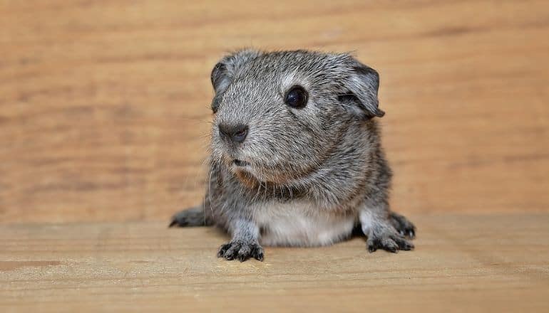 guinea pig on a table