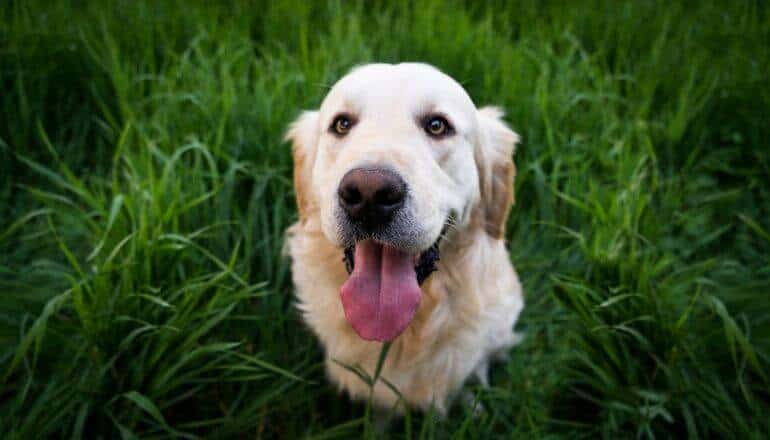 dog in grass