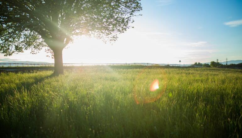 field in summer