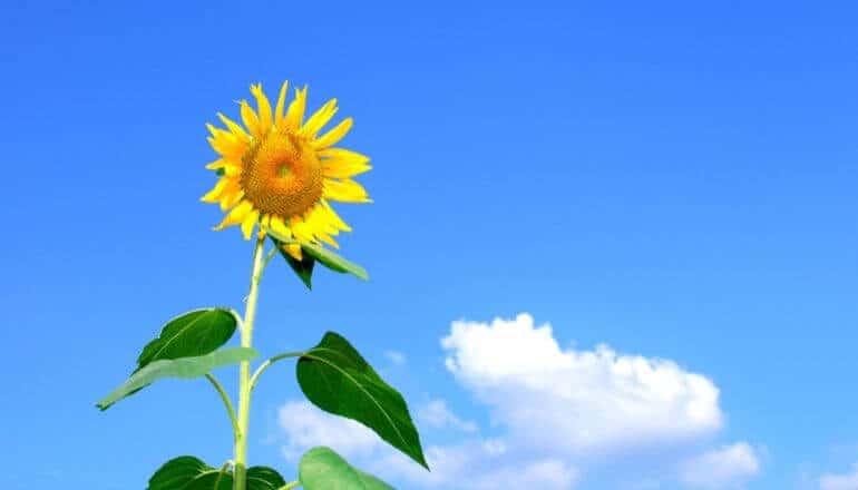 sunflower against a blue sky