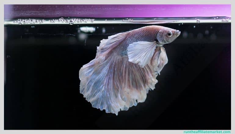 small pink fish swimming at the top of a small aquarium