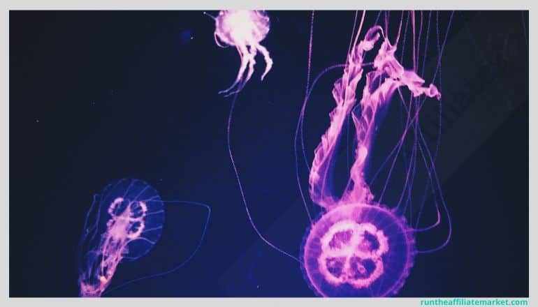 illuminated purple jelly fish underwater