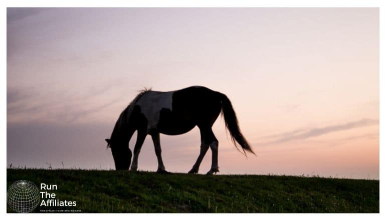 horse at sunset for equine affiliate programs
