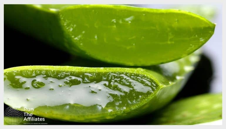 aloe leaves with aloe gel flowing out