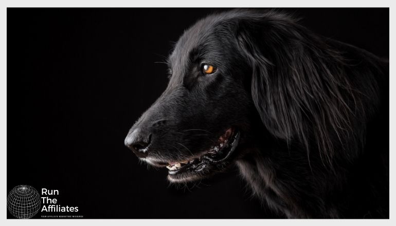 black retriever pup against a black background