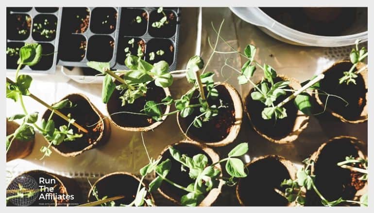 small potted plants ready for gardening