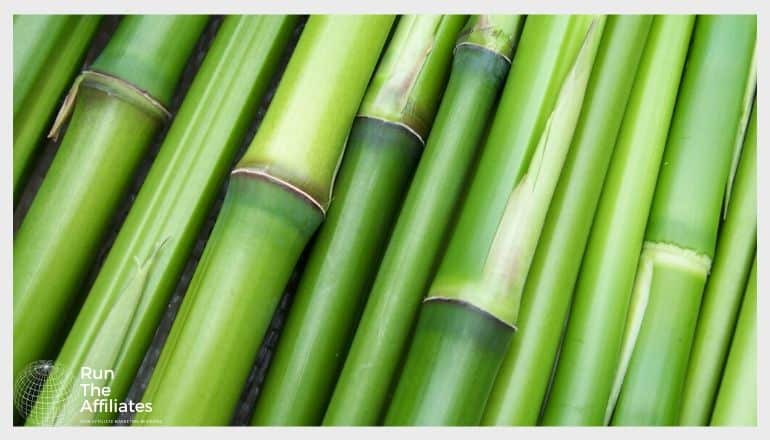 close up of bamboo reeds