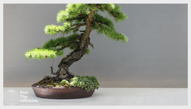 bonzai tree in front of a grey backdrop