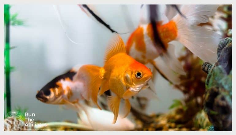goldfish swimming in an aquarium