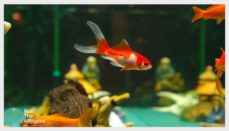 red and white fish swimming in an aquarium