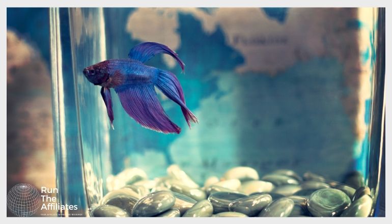 blue tropical fish in a small aquarium