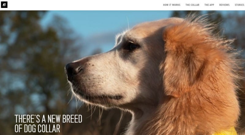 Fi Smart Dog Collar screenshot featuring a golden retriever wearing the Fi collar