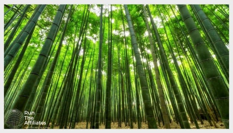 bamboo forest from ground level