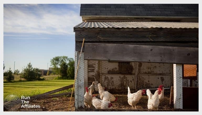 chicken coop with white chickens behind a wire fence