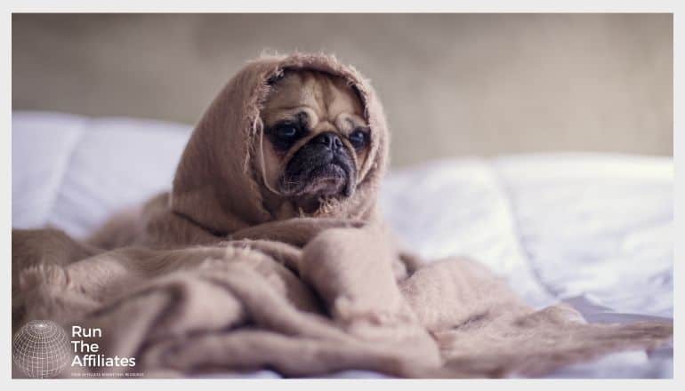 pug wrapped in a brown blanket sitting on a bed