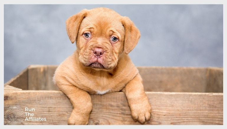 little brown puppy in a wood crate hanging its feet over the side