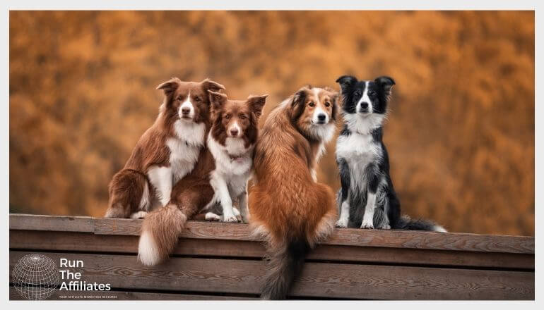 4 dogs sitting on a wooden bench