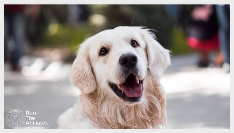 golden retriever smiling for the camera