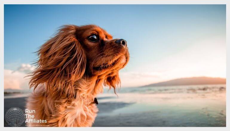 small dog on a beach at sunset