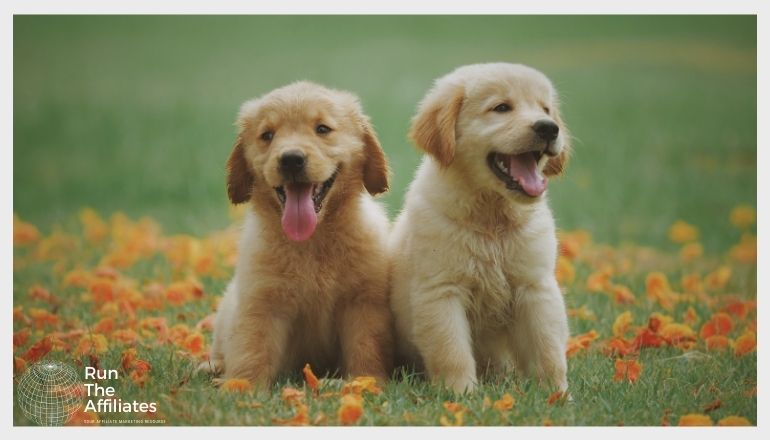 2 golden retriever pups sitting in a grassy field