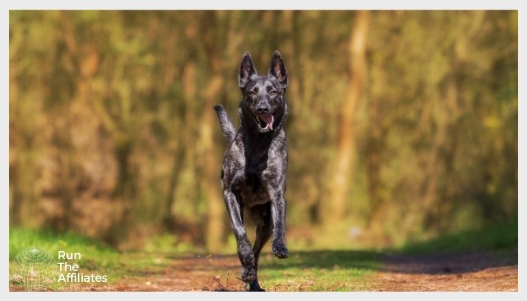 black dog running towards the camera